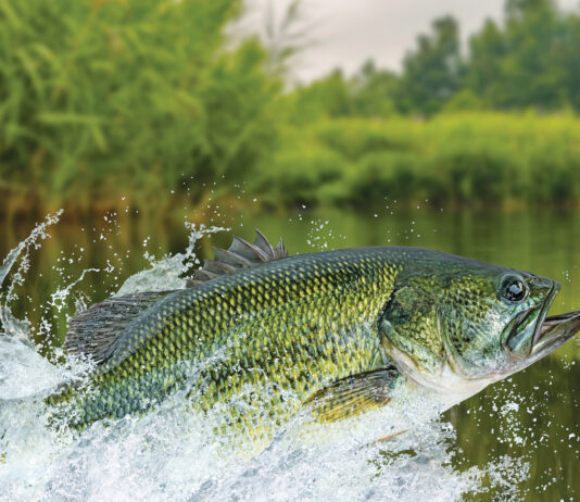 Bass fishing. Largemouth perch fish jumping with splashing in water