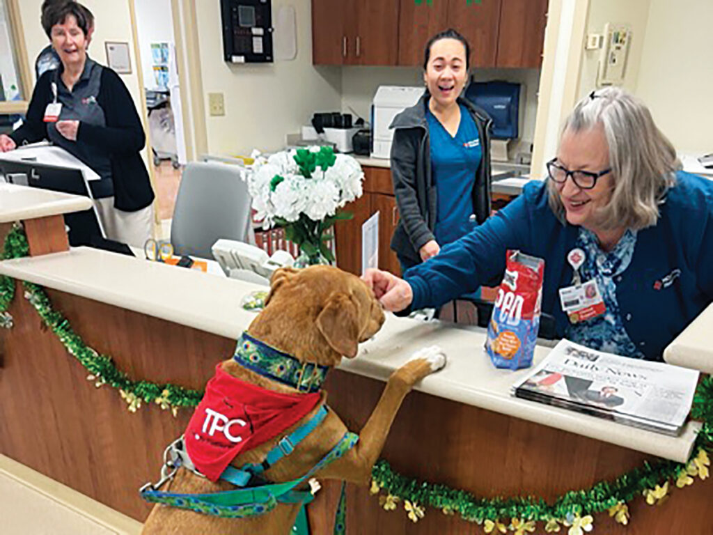 Therapy Dog