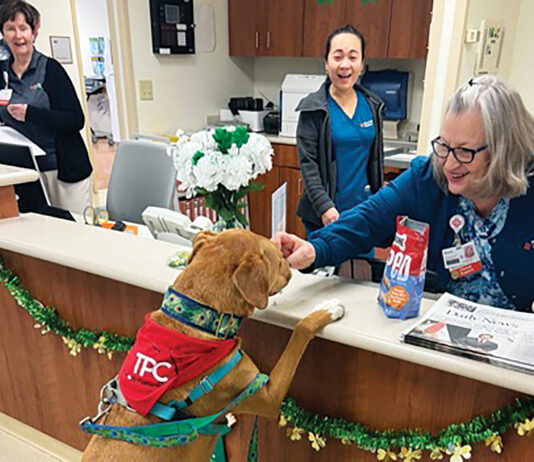 Therapy Dog