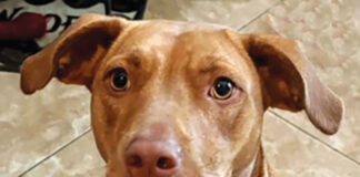 Road Dogg Rescue Pet of the Month