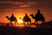 three wise men camels