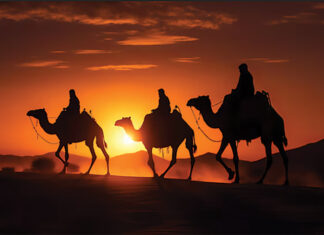 three wise men camels