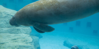 Manatee Rescue