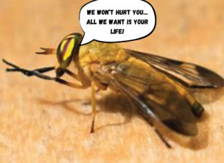 Yellow Flies