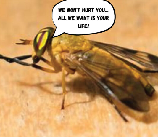 Yellow Flies