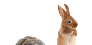 Tortoise and rabbit