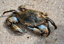 Animals on the Beach in South Walton - crab