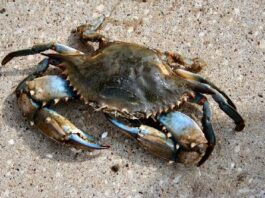Animals on the Beach in South Walton - crab