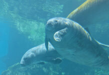 Gulfarium Manatee Romeo