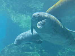 Gulfarium Manatee Romeo