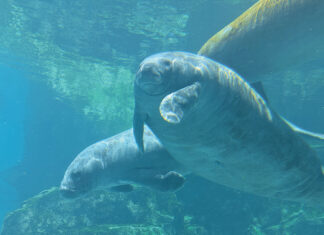 Gulfarium Manatee Romeo