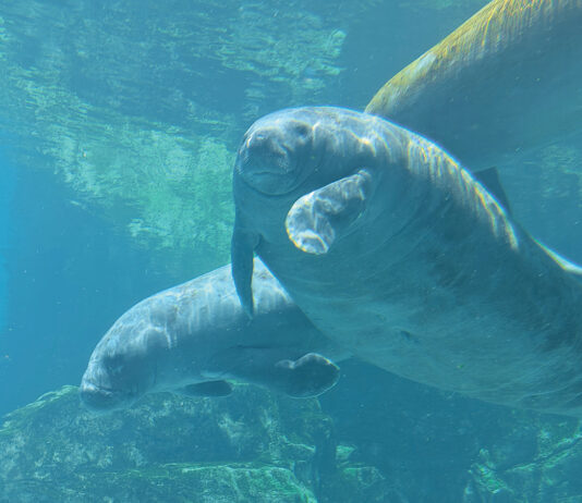 Gulfarium Manatee Romeo