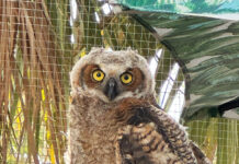 Panhandle Wildlife Rescue Owl