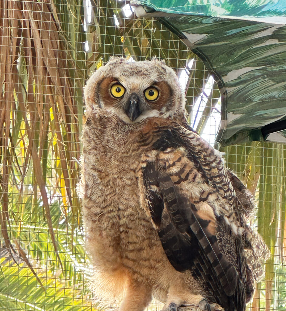 Panhandle Wildlife Rescue Owl