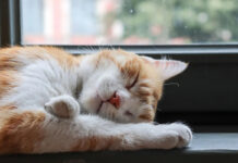 cat sleeping