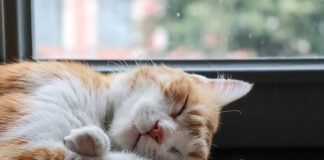 cat sleeping