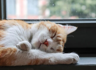 cat sleeping