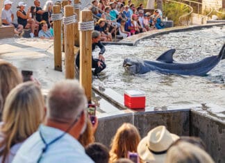 Celebrating 70 Years of Marine Animal Magic at the Gulfarium Gulfarium Dolphin Show 2025 Aug