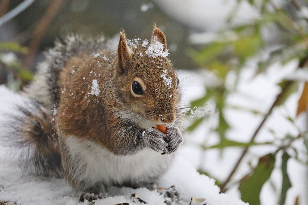 CBA Photo Winner Augusto Cayson Barreto 2