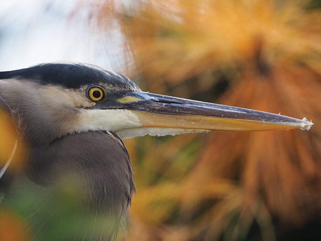 CBA Photo Winner David Bailey 1