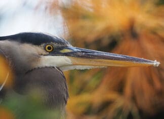 Local Photographers Shine in CBA’s 2025 Amateur Photo Contest CBA Photo Winner David Bailey 1