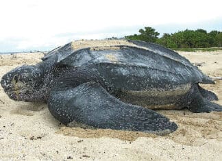 Our Endangered Animals Endangered Leatherback sea turtle Tinglar USVI 5839996547