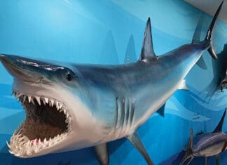 Museum Series: Destin’s History and Fishing Museum Destin History and Fishing Museum Mako Shark mount