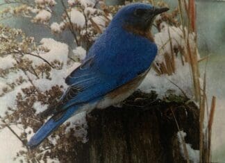 Master Gardner Al Cook Helps Bluebirds Thrive IMG 1617Bluebird