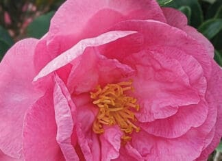 A Blooming Music Community Studio 237 Camellia 2