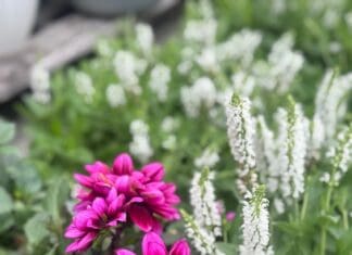 Spring Starts at The Shop: Fresh Finds, Florals & Outdoor Living Inspiration in Niceville IMG 1332