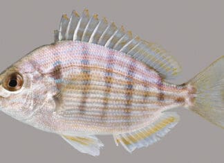 Fish in our Waters Pinfish lateral line UF