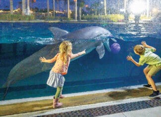 CARE on the Coast TurtleFest Returns April 18! gulfarium oasis 0003 The Gulfarium Dolphin Oasis Ribbon Cutting 3 8 2024 Brian Douglas Photography LLC 22 of 22