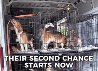 Alaqua Gives Rescued Beagles a Second Chance National Rescue Effort Reaches Northwest Florida Alaqua Beagle Rescue
