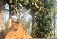 Six Rescued Horses Find Hope and Healing at Alaqua Animal Refuge Alaqua Horse 5451