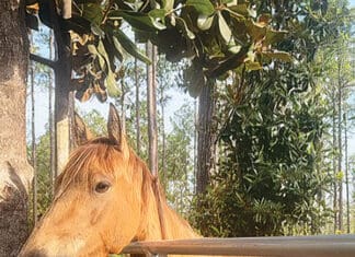 Six Rescued Horses Find Hope and Healing at Alaqua Animal Refuge Alaqua Horse 5451