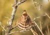 Choctawhatchee Basin Alliance Announces 2026 Amateur Photo Contest Winners CBA FIRST PLACE WINNER November 40 Sharp Shinned (Cooper s) Hawk Sunning