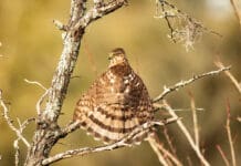 Choctawhatchee Basin Alliance Announces 2026 Amateur Photo Contest Winners CBA FIRST PLACE WINNER November 40 Sharp Shinned (Cooper s) Hawk Sunning