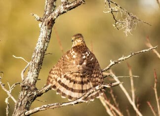 Choctawhatchee Basin Alliance Announces 2026 Amateur Photo Contest Winners CBA FIRST PLACE WINNER November 40 Sharp Shinned (Cooper s) Hawk Sunning