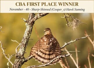 Choctawhatchee Basin Alliance Announces 2026 Amateur Photo Contest Winners ChatGPT Image Sep 5, 2026, 04 38 09 PM