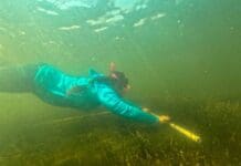 Rare Presence of Scallops Found in the Choctawhatchee Bay during Great Scallop Count Scallop1
