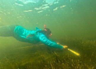 Rare Presence of Scallops Found in the Choctawhatchee Bay during Great Scallop Count Scallop1